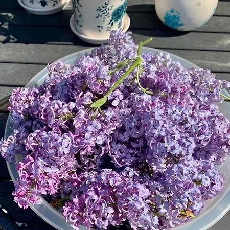 Stabbur Steinbekken, Back To Basic Primitive Overnight, No Shower, Shared Toilet אתר קמפינג *